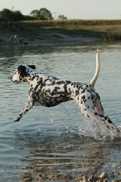 Далматинская собака бежит в озере — стоковое фото
