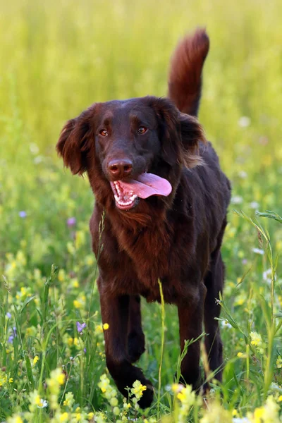 Flat cão retriever revestido correndo através do prado — Fotografia de Stock