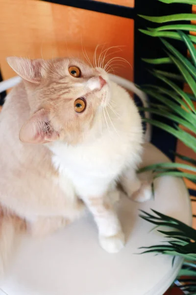Roztomilý domácí kočka portrét — Stock fotografie