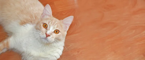 Roztomilý creamcolor domácí kočka ležící na dřevěné podlaze — Stock fotografie