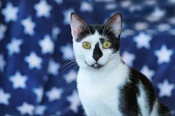 Černá a bílá kočka před modrá hvězda deka — Stock fotografie