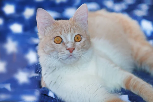 Kočka domácí v krémovou ležící před modrou přikrývku — Stock fotografie