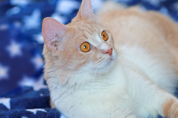 Domestic cat in cream color lying in front of blue blanket