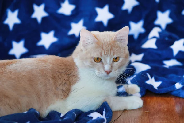 Kočka domácí v krémovou ležící před modrou přikrývku — Stock fotografie