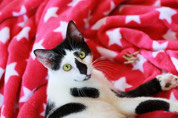 Cute black and white cat in front of a red blanket — Stock Photo, Image