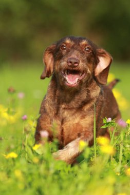 Kaçarken çiçek alanda kahverengi köpek