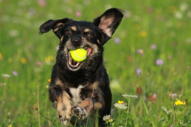 Topu ile şirin karışık ırk