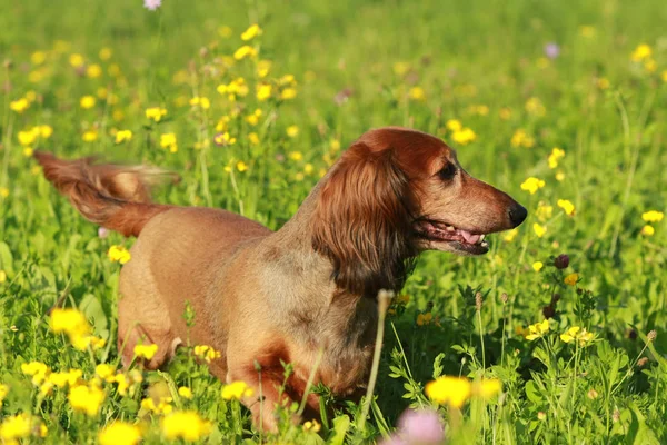 Χαριτωμένο ανώτερος dachshound σε ένα λιβάδι — Φωτογραφία Αρχείου