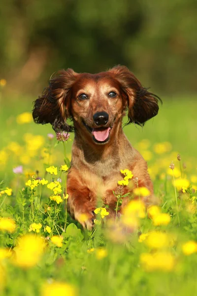 Çiçek alanında üst düzey bir dachshound portresi