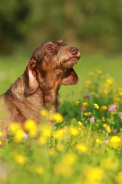 Χαριτωμένα μικτή φυλή σκύλου στο πεδίο λουλούδι — Φωτογραφία Αρχείου
