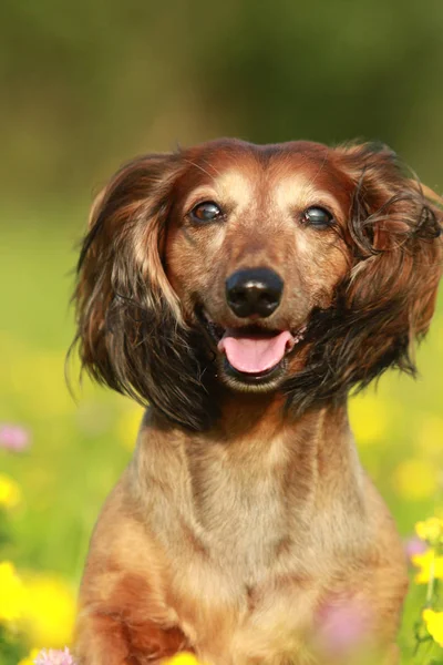 Portrait of a senior dachshound in flower field — Stock Photo, Image