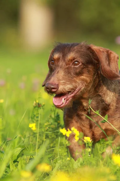 Lindo perro de raza cruzada caminando a través de hierba — Foto de Stock
