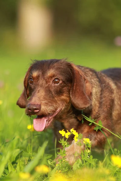 Cão bonito raça cruz andando através da grama — Fotografia de Stock