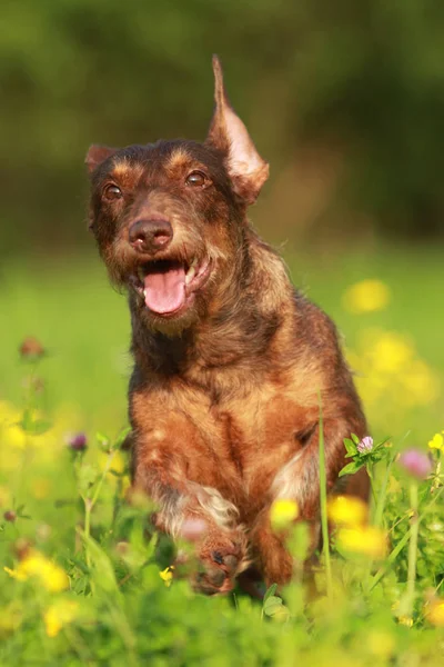 Χαριτωμένα καφέ σκυλί που διατρέχει το πεδίο λουλούδι — Φωτογραφία Αρχείου