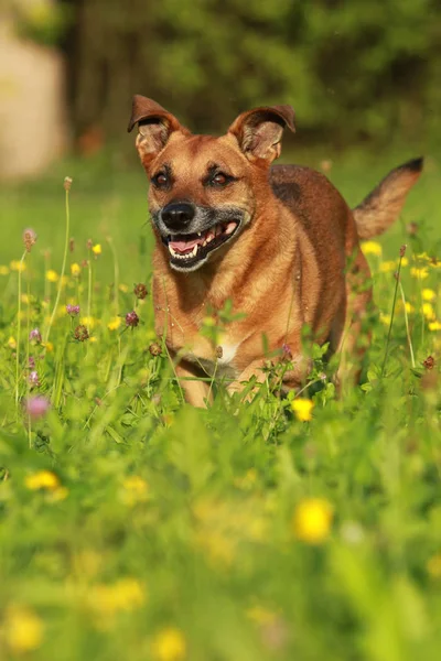 Actieve senior hond loopt door weide — Stockfoto