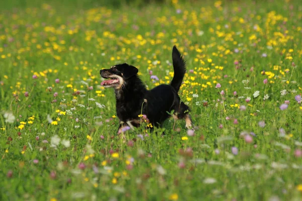 Lustiger schwarzer Hund steht im Blumenfeld — Stockfoto