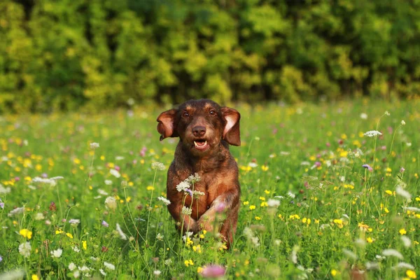 Lindo perro marrón corriendo por el prado — Foto de Stock