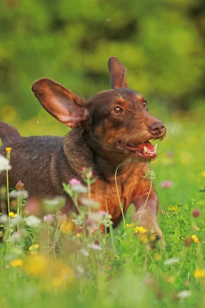 Симпатичний коричневий собака біжить через луг — стокове фото