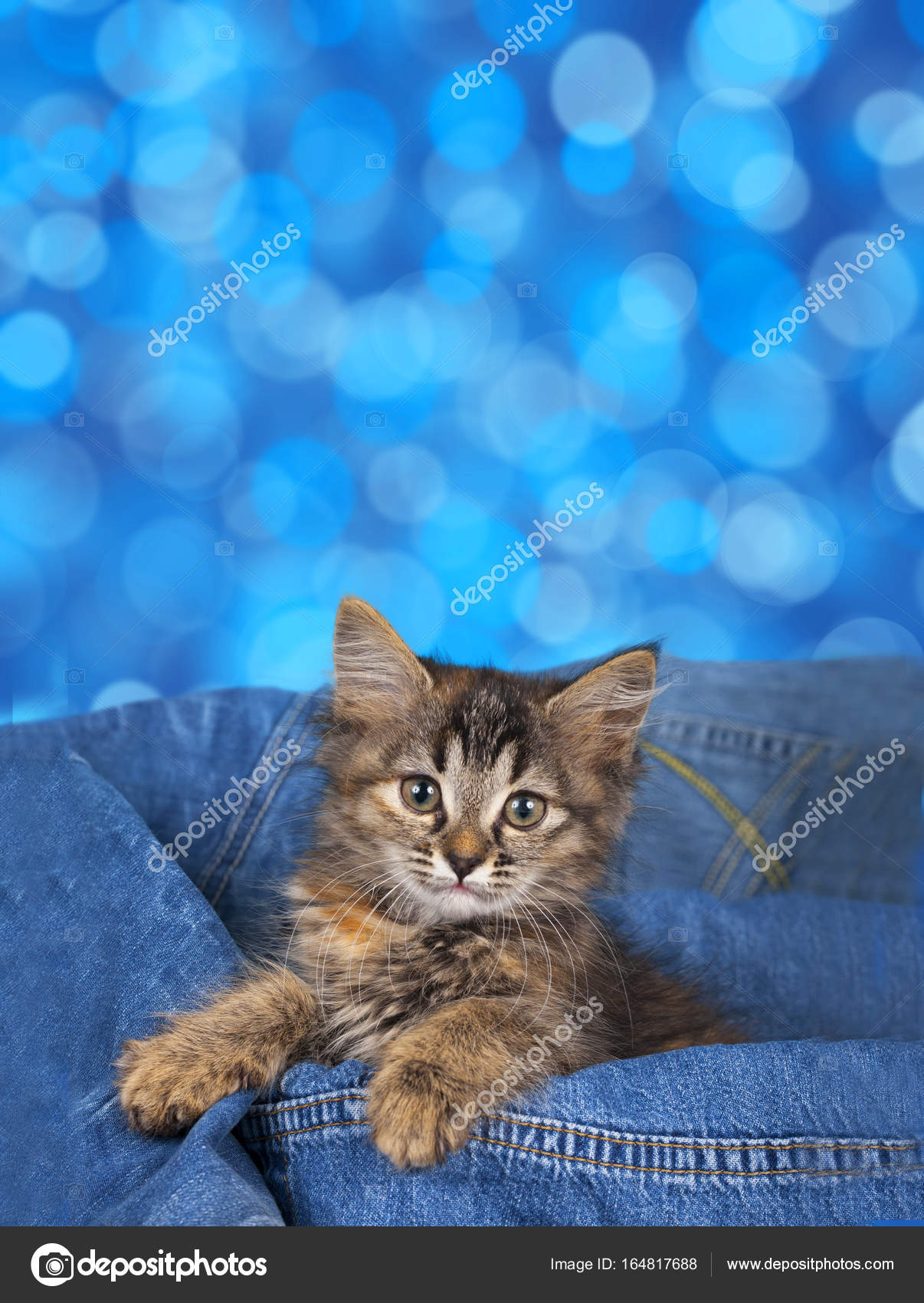 Niedliches Braunes Gestromtes Katzchen Vor Blauem Hintergrund Stockfoto C Absolutimages 164817688