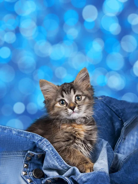 Lindo gatito marrón tabby delante de fondo azul —  Fotos de Stock