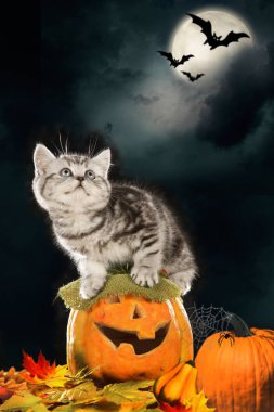 Kabak-halloween üzerinde oturan kedi