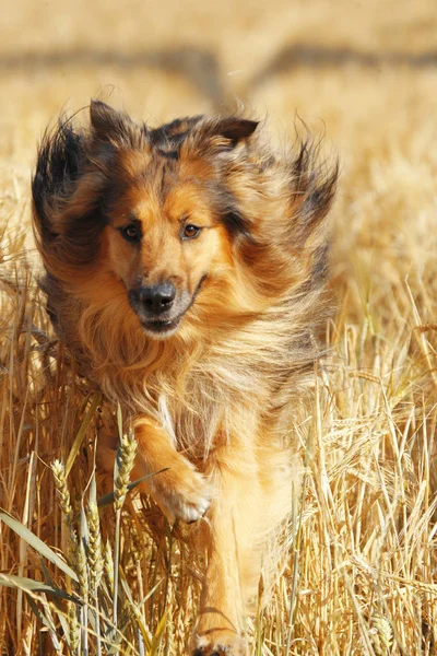 Καφέ σκυλί τρέχει μέσα από το χωράφι — Φωτογραφία Αρχείου