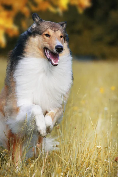 Kolie pes běží přes podzimní louka — Stock fotografie