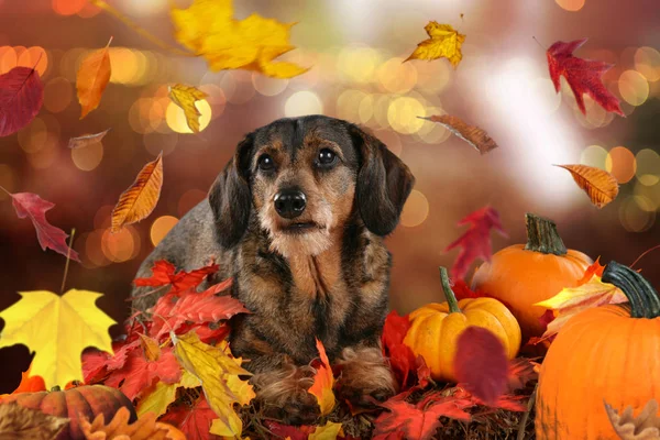 Tacskó feküdt az őszi levelek — Stock Fotó