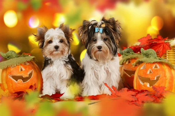 Δύο σκυλιά τεριέ yorkshie φθινόπωρο φύλλα — Φωτογραφία Αρχείου