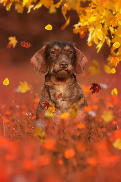 Дахшундський собака сидить на осінньому лузі — стокове фото