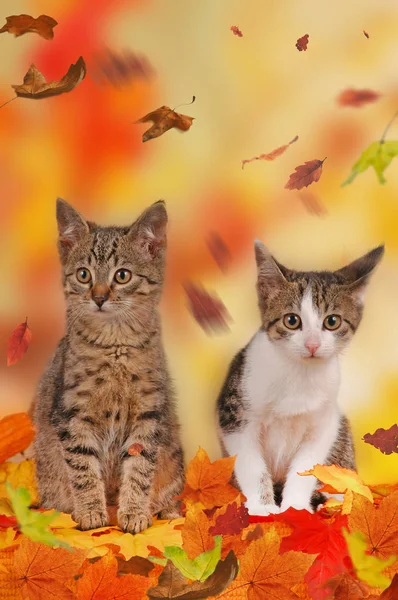 Dois gatos em decoração de outono — Fotografia de Stock