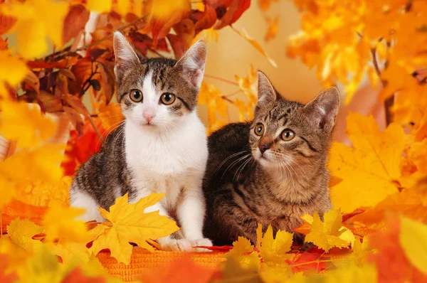 sonbahar dekorasyonu iki kedi
