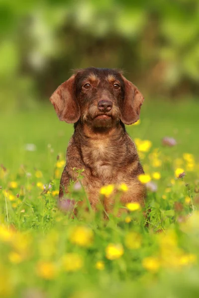 Симпатична змішана порода собаки в квітковому полі Стокове Зображення