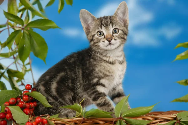 Oturan küçük yavru kedi düşmek dekorasyon — Stok fotoğraf