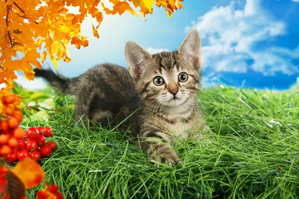 Pequeño gatito sentado en la decoración de otoño —  Fotos de Stock