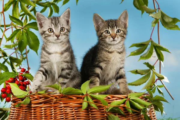 Oturan iki küçük kedi yavrusu sonbahar dekorasyon — Stok fotoğraf