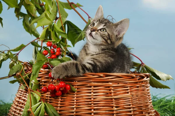 Маленький котенок сидит в осеннем украшении — стоковое фото