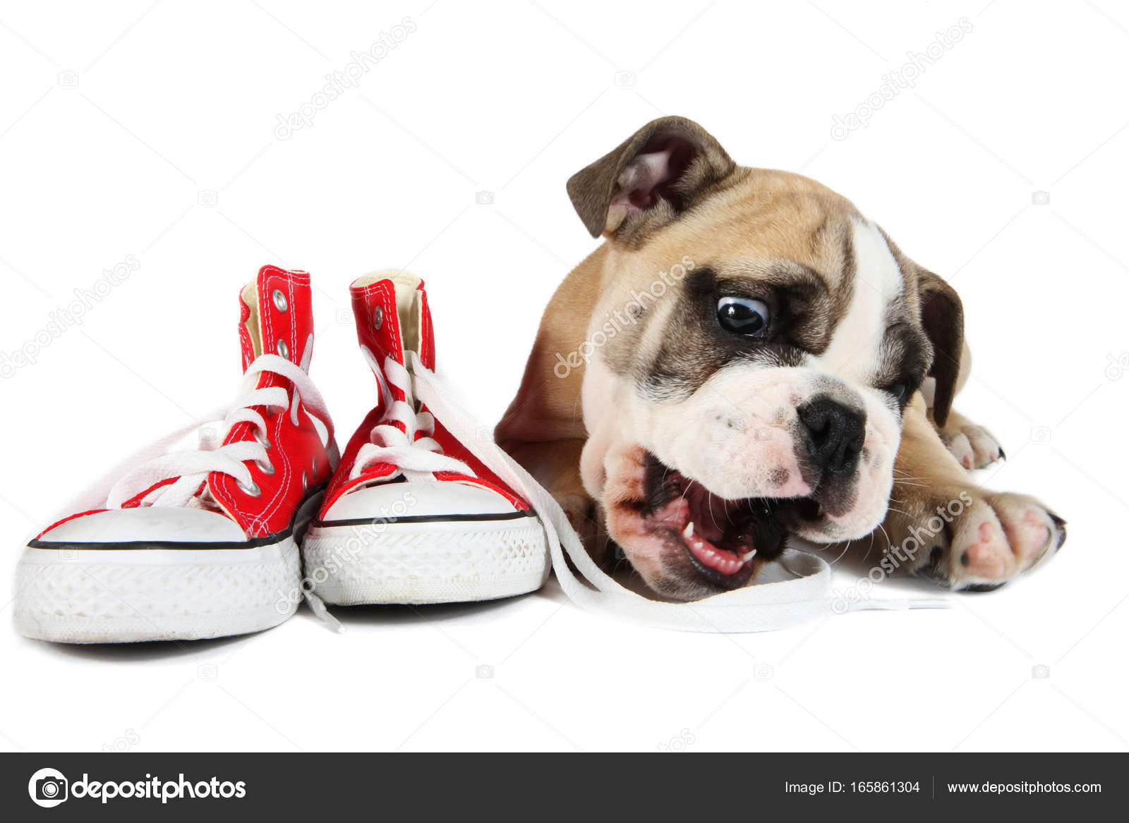 red shoes for dogs