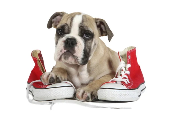 Süße englische Bulldogge Welpe Hund mit rotem Schuh — Stockfoto