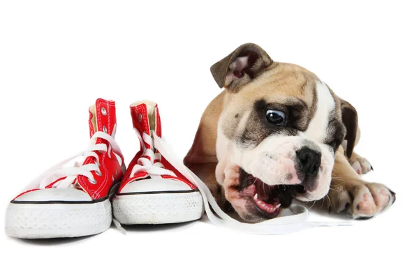 Süße englische Bulldogge Welpe Hund mit rotem Schuh — Stockfoto