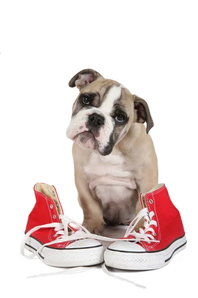 Cute english bulldog puppy dog with red shoe — Stock Photo, Image