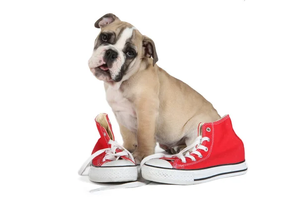 Roztomilý anglický buldok štěně pes s červenou botou Stock Snímky