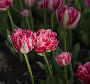 kırmızı çiçekler