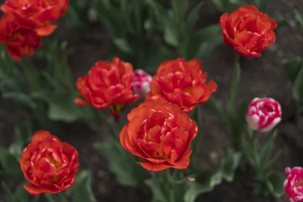 Красный тюльпаны крупным планом — стоковое фото