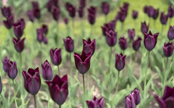 Фиолетовые тюльпаны крупным планом — стоковое фото