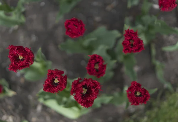 Свежий красный тюльпан — стоковое фото