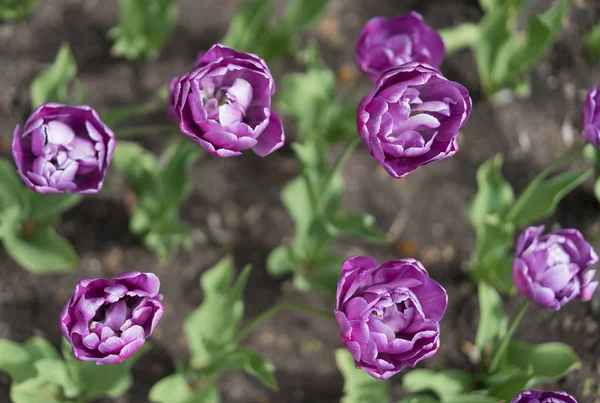 Пурпурные тюльпаны — стоковое фото