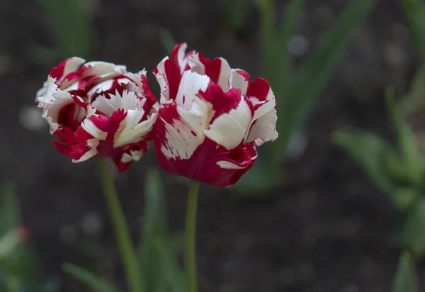 Red and white tulips — Stock Photo, Image