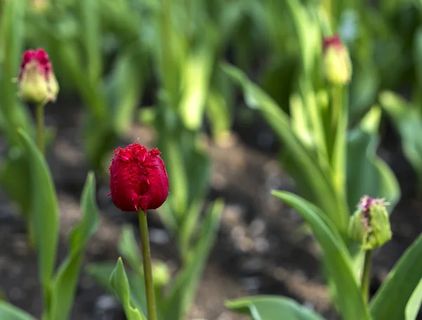 Красный тюльпан — стоковое фото