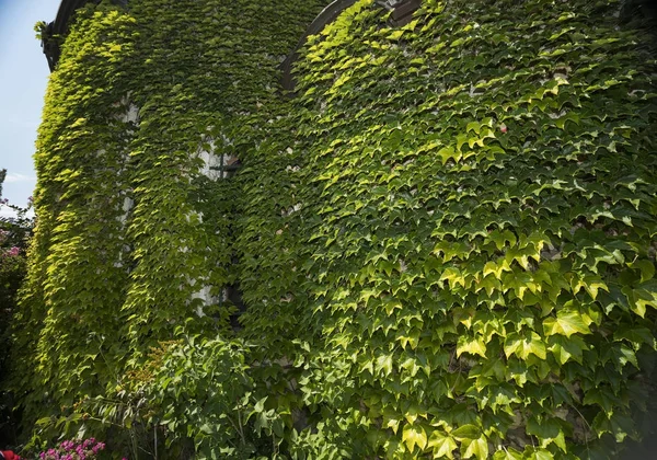 Hojas verdes en la pared — Foto de Stock